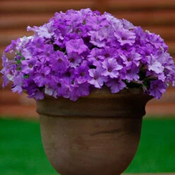 Surfinia Petunia Collection 15 Surfinia Petunia Collection -OWL Plant Shop 400881 4