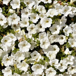Surfinia Petunia Collection 16 Surfinia Petunia Collection -OWL Plant Shop 400881 5