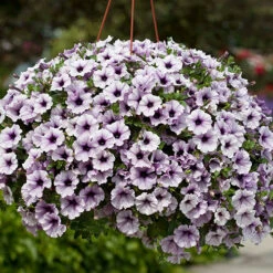 Surfinia Petunia Collection 19 Surfinia Petunia Collection -OWL Plant Shop 400881 8
