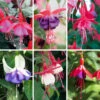 Complete Hardy Fuchsia Collection 2 Complete Hardy Fuchsia Collection -OWL Plant Shop 400947