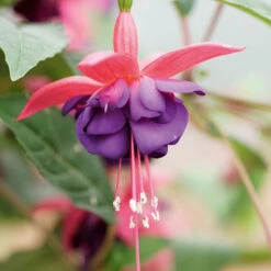 Complete Hardy Fuchsia Collection 11 Complete Hardy Fuchsia Collection -OWL Plant Shop 400947 2