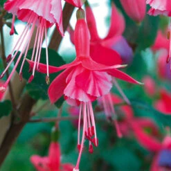 Complete Hardy Fuchsia Collection 12 Complete Hardy Fuchsia Collection -OWL Plant Shop 400947 3
