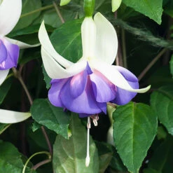 Complete Hardy Fuchsia Collection 13 Complete Hardy Fuchsia Collection -OWL Plant Shop 400947 4