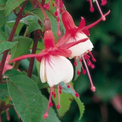 Complete Hardy Fuchsia Collection 14 Complete Hardy Fuchsia Collection -OWL Plant Shop 400947 5