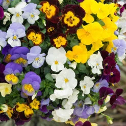 Trailing Pansy 'Cascadia' 9 Trailing Pansy 'Cascadia' -OWL Plant Shop 400967 2