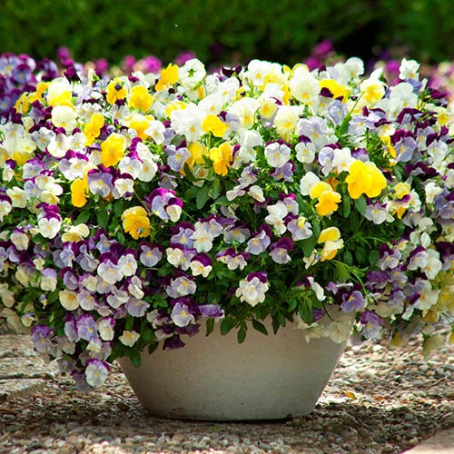 Trailing Pansy 'Cascadia' 6 Trailing Pansy 'Cascadia' - Image 4