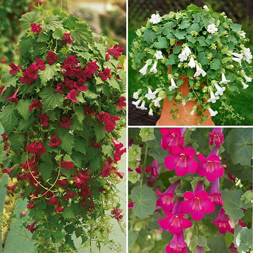 Mixed Lofos Collection 3 Mixed Lofos Collection