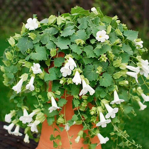 Mixed Lofos Collection 4 Mixed Lofos Collection - Image 2