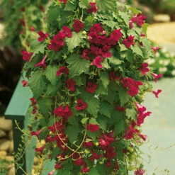 Mixed Lofos Collection 8 Mixed Lofos Collection -OWL Plant Shop 401010 2