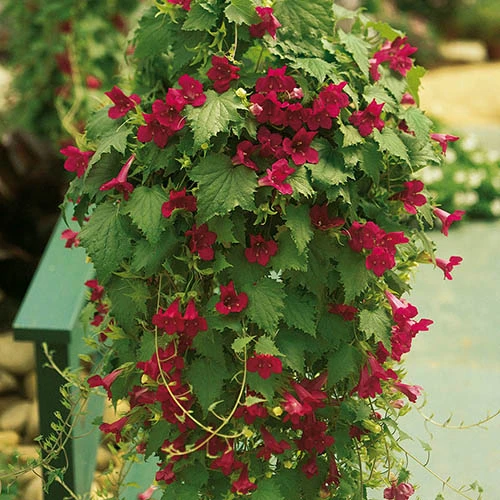 Mixed Lofos Collection 5 Mixed Lofos Collection - Image 3