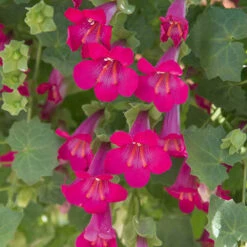 Mixed Lofos Collection 9 Mixed Lofos Collection -OWL Plant Shop 401010 3