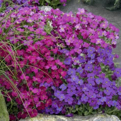 Aubretia Royal Mix
