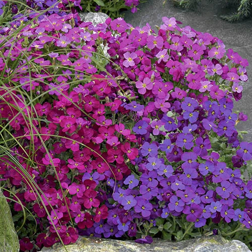 Aubretia Royal Mix 3 Aubretia Royal Mix