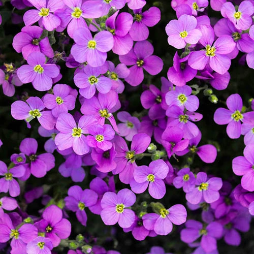 Aubretia Royal Mix 4 Aubretia Royal Mix - Image 2