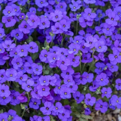 Aubretia Royal Mix 7 Aubretia Royal Mix -OWL Plant Shop 401147 2
