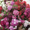 Sweet William Vesuvio 2 Sweet William Vesuvio -OWL Plant Shop 401153