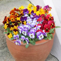 Best Seller 5 Viola Valentino