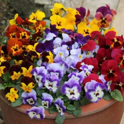 Best Seller -OWL Plant Shop 401154 1