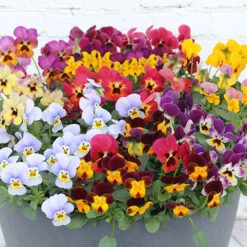 Viola Valentino -OWL Plant Shop 401154 2
