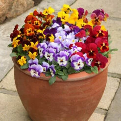 Viola Valentino -OWL Plant Shop 401154 3