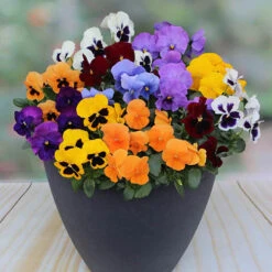 Pansy Colourburst
