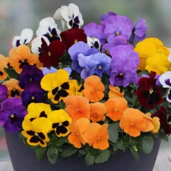 Pansy Colourburst 7 Pansy Colourburst -OWL Plant Shop 401155 2