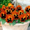 Pansy Solar Flare 1 Pansy Solar Flare -OWL Plant Shop 401156