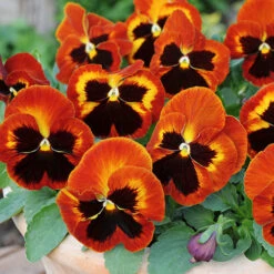 Pansy Solar Flare 7 Pansy Solar Flare -OWL Plant Shop 401156 2