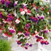Trailing Fuchsia Collection 1 Trailing Fuchsia Collection -OWL Plant Shop 401377