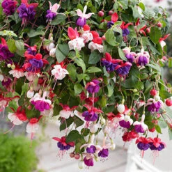 Trailing Fuchsia Collection