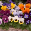 Viola 'Sorbet' Mix Plugs 1 Viola 'Sorbet' Mix Plugs -OWL Plant Shop 401505