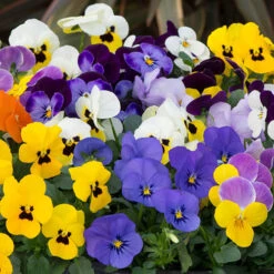 Viola 'Sorbet' Mix Plugs 6 Viola 'Sorbet' Mix Plugs -OWL Plant Shop 401505 1