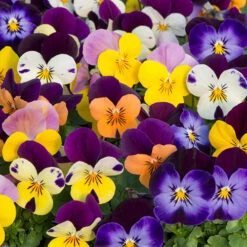 Viola 'Sorbet' Mix Plugs 7 Viola 'Sorbet' Mix Plugs -OWL Plant Shop 401505 2