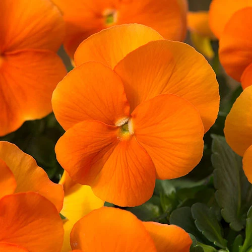 Viola 'Pumpkin' Mix Plugs 3 Viola 'Pumpkin' Mix Plugs