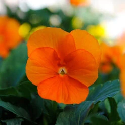 OWL Plant Shop -OWL Plant Shop 401507 1