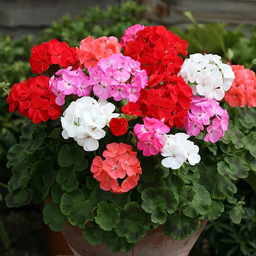 Geranium 'Cabaret Mix' 3 Geranium 'Cabaret Mix'