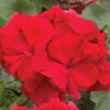 Geranium 'Ultimate Red' 2 Geranium 'Ultimate Red' -OWL Plant Shop 410064