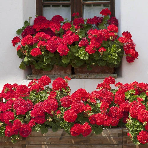 Geranium 'Ultimate Red' 4 Geranium 'Ultimate Red' - Image 2