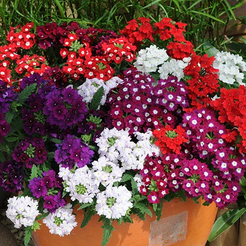 Verbena 'Quartz' Mix 4 Verbena 'Quartz' Mix - Image 2