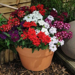 Verbena 'Quartz' Mix 10 Verbena 'Quartz' Mix -OWL Plant Shop 410076 3