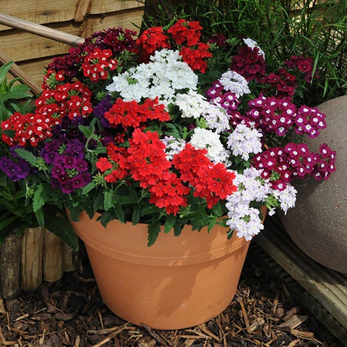 Verbena 'Quartz' Mix 6 Verbena 'Quartz' Mix - Image 4