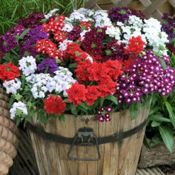 Verbena 'Quartz' Mix 11 Verbena 'Quartz' Mix -OWL Plant Shop 410076 4