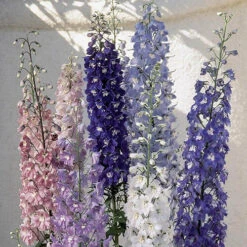 Delph Magic Fountain Mix