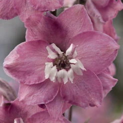 Delph Magic Fountain Mix -OWL Plant Shop 410118 3