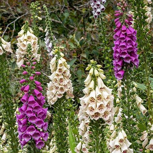 Digitalis Dalmatian Mix 3 Digitalis Dalmatian Mix