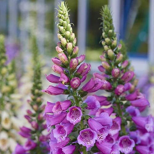 Digitalis Dalmatian Mix 4 Digitalis Dalmatian Mix - Image 2