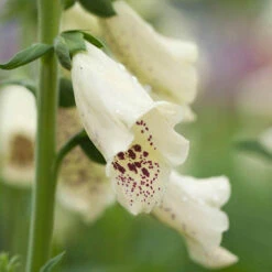 Digitalis Dalmatian Mix 7 Digitalis Dalmatian Mix -OWL Plant Shop 410119 2