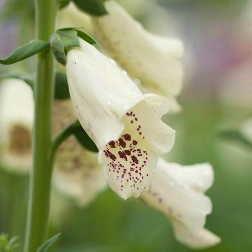 Digitalis Dalmatian Mix 5 Digitalis Dalmatian Mix - Image 3