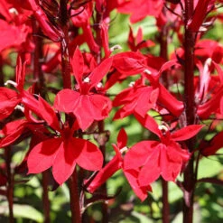Best Seller 15 Lobelia Queen Victoria