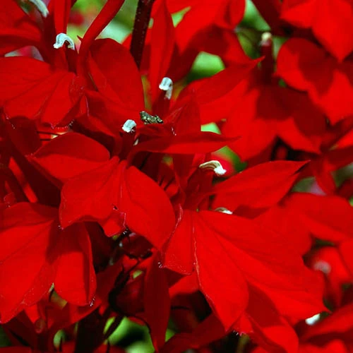 Lobelia Queen Victoria 4 Lobelia Queen Victoria - Image 2